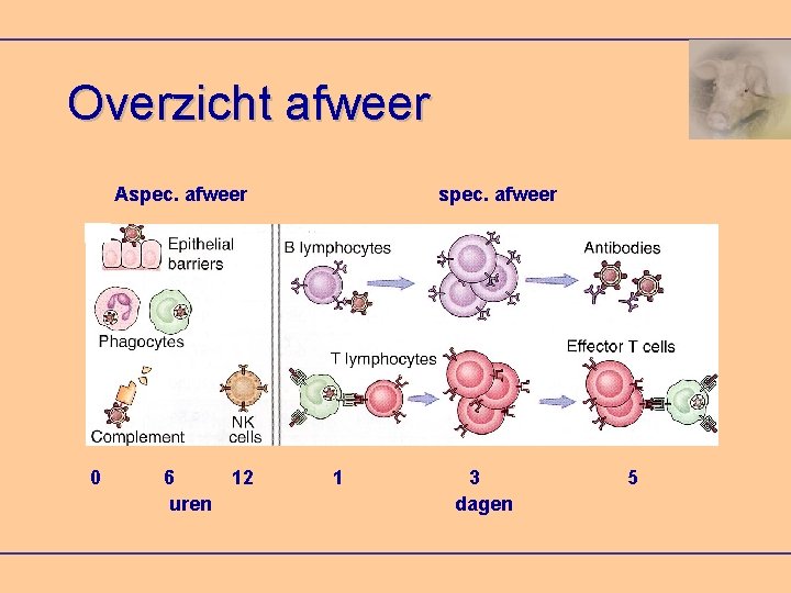 Overzicht afweer Aspec. afweer 0 6 12 uren spec. afweer 1 3 dagen 5