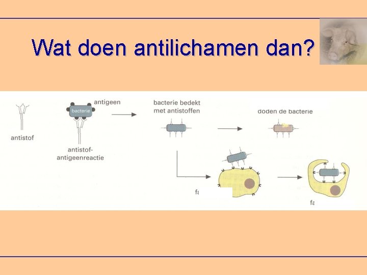 Wat doen antilichamen dan? 