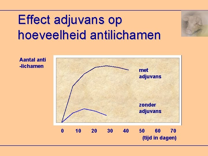 Effect adjuvans op hoeveelheid antilichamen Aantal anti -lichamen met adjuvans zonder adjuvans 0 10