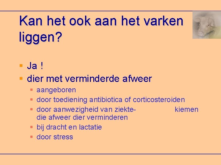 Kan het ook aan het varken liggen? Ja ! dier met verminderde afweer aangeboren