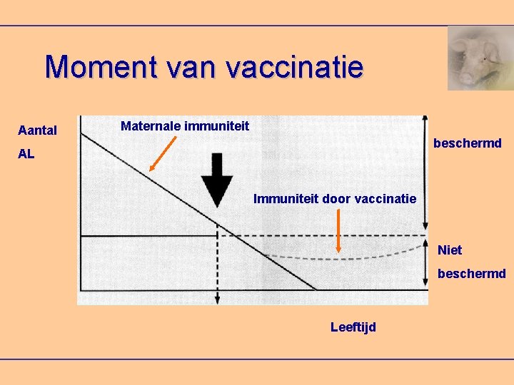 Moment van vaccinatie Aantal Maternale immuniteit beschermd AL Immuniteit door vaccinatie Niet beschermd Leeftijd