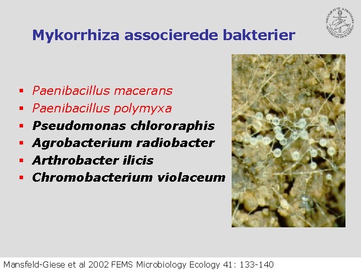Mykorrhiza associerede bakterier § § § Paenibacillus macerans Paenibacillus polymyxa Pseudomonas chlororaphis Agrobacterium radiobacter