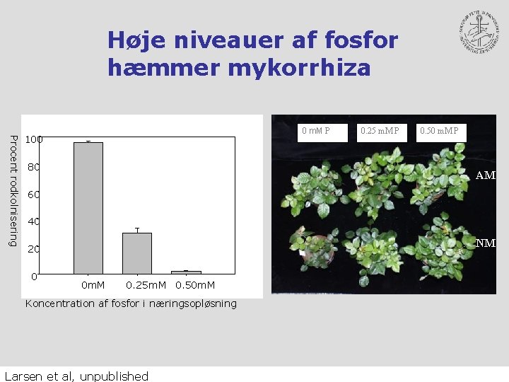 Høje niveauer af fosfor hæmmer mykorrhiza Procent rodkolnisering 0 m. M P 100 80