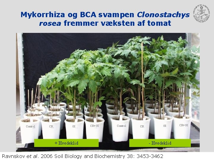 Mykorrhiza og BCA svampen Clonostachys rosea fremmer væksten af tomat Control CR GI +