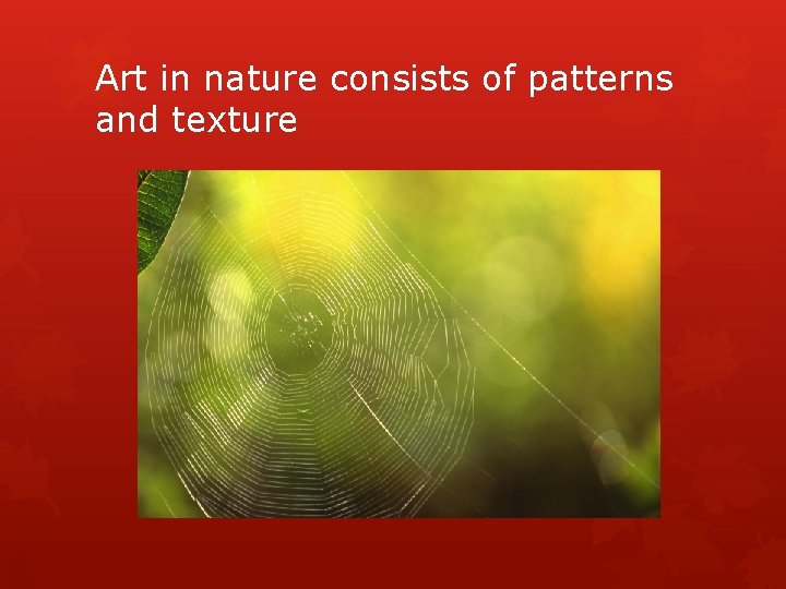 Art in nature consists of patterns and texture 