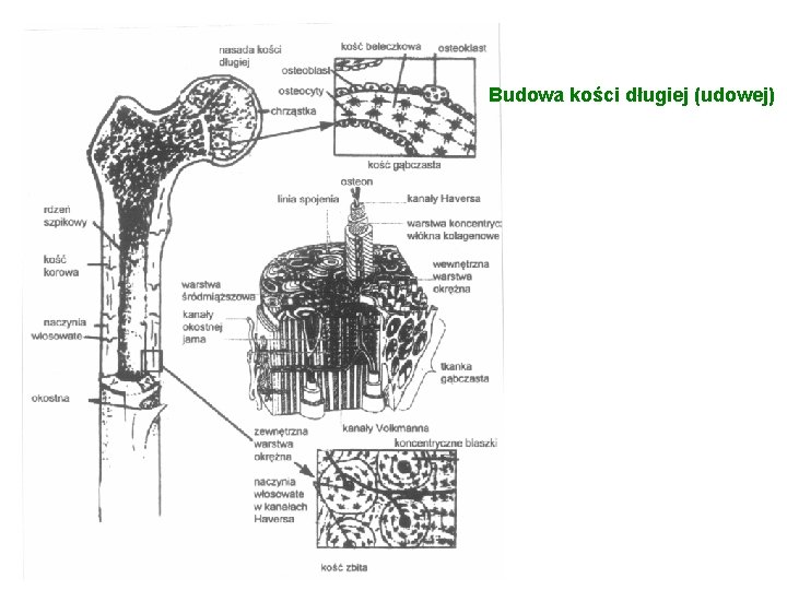 Budowa kości długiej (udowej) 