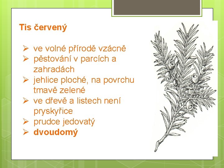 Tis červený Ø ve volné přírodě vzácně Ø pěstování v parcích a zahradách Ø