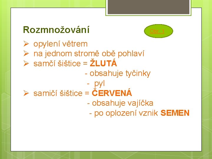 Rozmnožování Obr. 1 Ø opylení větrem Ø na jednom stromě obě pohlaví Ø samčí