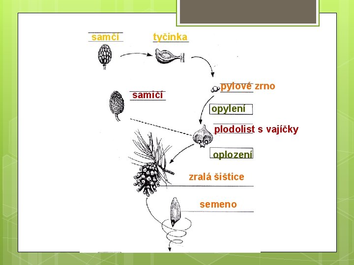  samčí tyčinka samičí pylové zrno opylení plodolist s vajíčky oplození zralá šištice semeno