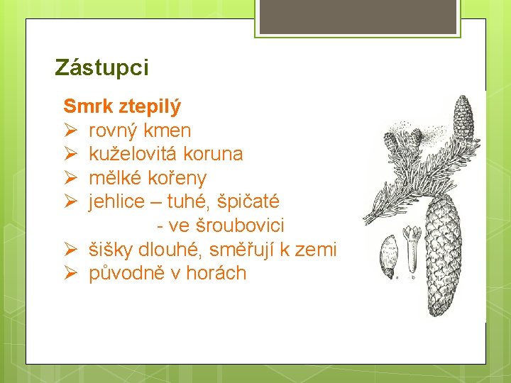 Zástupci Smrk ztepilý Ø rovný kmen Ø kuželovitá koruna Ø mělké kořeny Ø jehlice