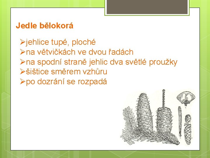 Jedle bělokorá Øjehlice tupé, ploché Øna větvičkách ve dvou řadách Øna spodní straně jehlic