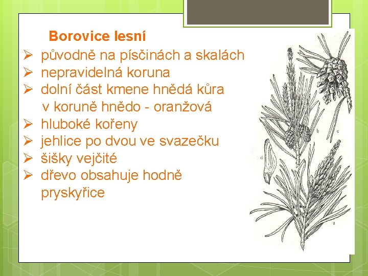 Borovice lesní Ø původně na písčinách a skalách Ø nepravidelná koruna Ø dolní část