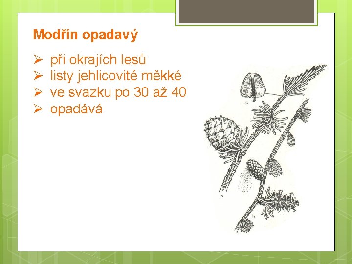 Modřín opadavý Ø Ø při okrajích lesů listy jehlicovité měkké ve svazku po 30