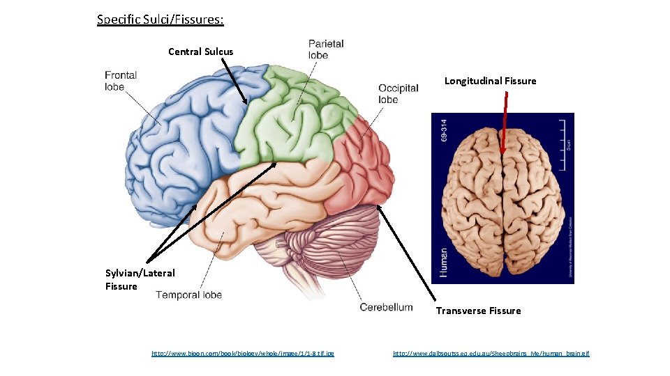 Specific Sulci/Fissures: Central Sulcus Longitudinal Fissure Sylvian/Lateral Fissure Transverse Fissure http: //www. bioon. com/book/biology/whole/image/1/1