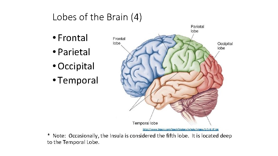 Lobes of the Brain (4) • Frontal • Parietal • Occipital • Temporal http: