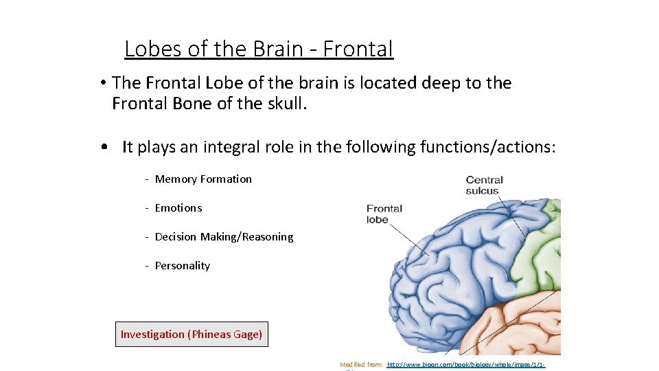 Lobes of the Brain - Frontal • The Frontal Lobe of the brain is