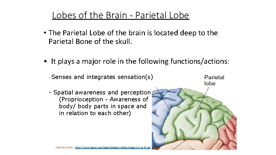 Lobes of the Brain - Parietal Lobe • The Parietal Lobe of the brain