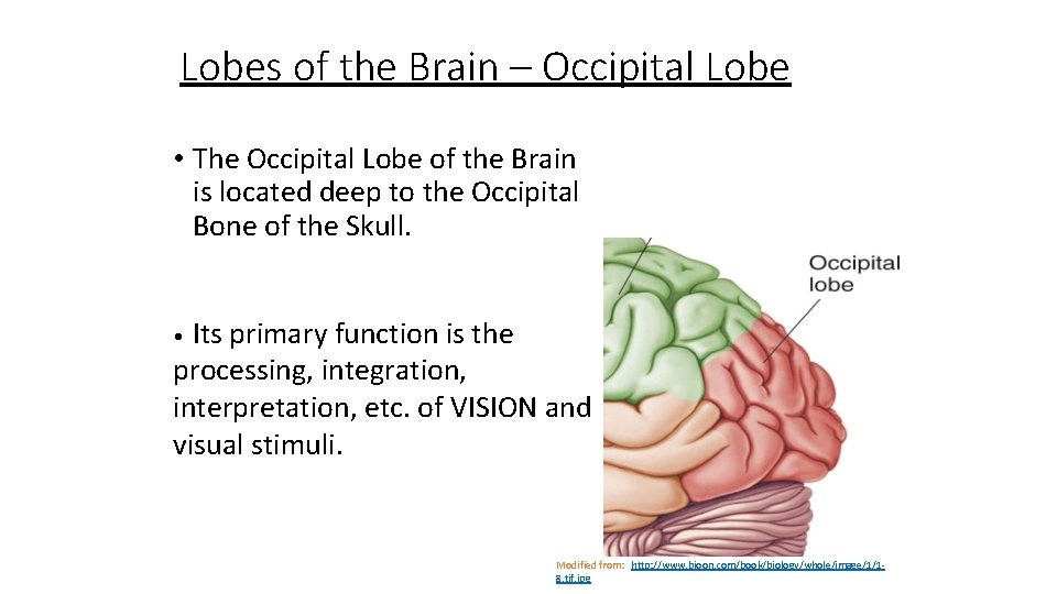 Lobes of the Brain – Occipital Lobe • The Occipital Lobe of the Brain