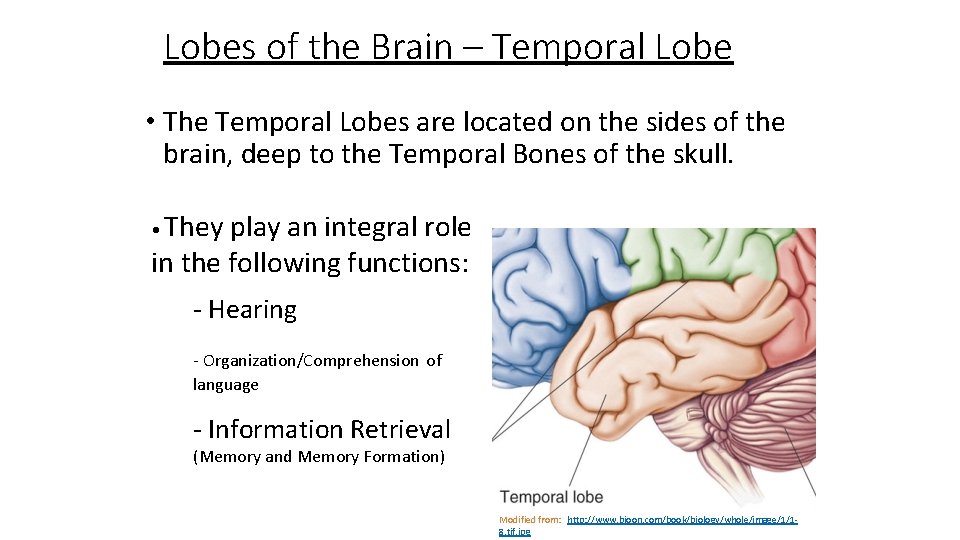 Lobes of the Brain – Temporal Lobe • The Temporal Lobes are located on