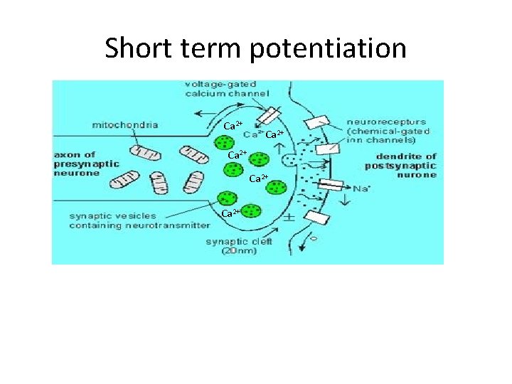 Short term potentiation Ca 2+ Ca 2+ 