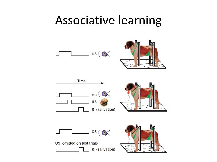 Associative learning 