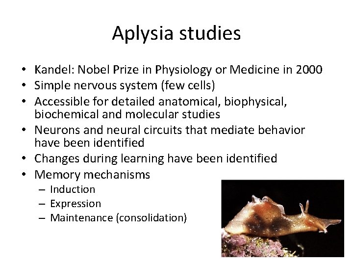 Aplysia studies • Kandel: Nobel Prize in Physiology or Medicine in 2000 • Simple