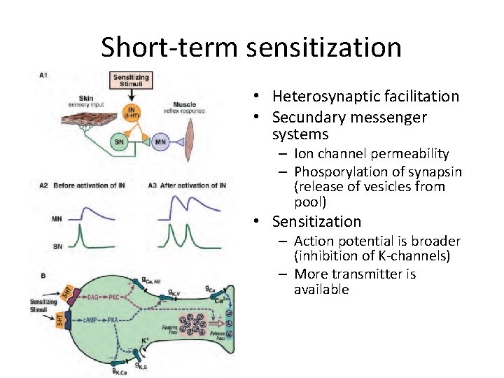 Short-term sensitization • Heterosynaptic facilitation • Secundary messenger systems – Ion channel permeability –