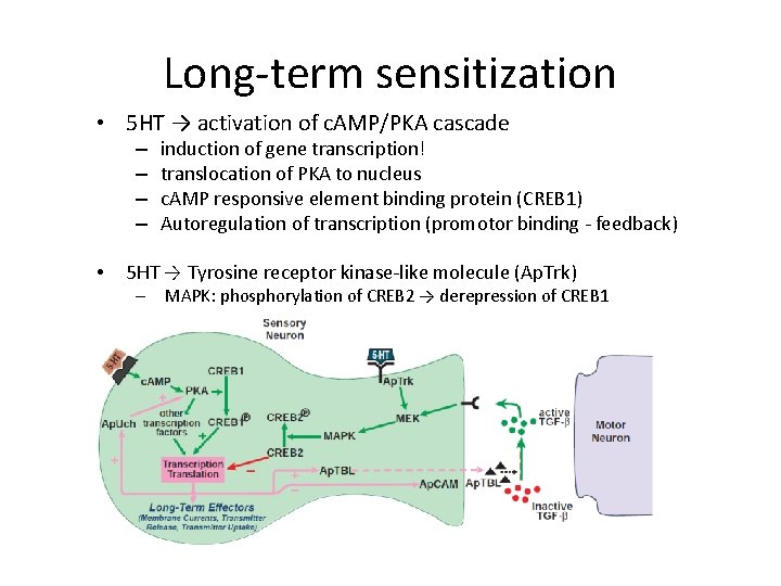 Long-term sensitization • 5 HT → activation of c. AMP/PKA cascade – – •