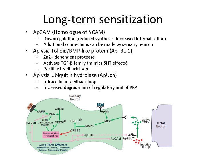 Long-term sensitization • Ap. CAM (Homologue of NCAM) – Downregulation (reduced synthesis, increased internalization)
