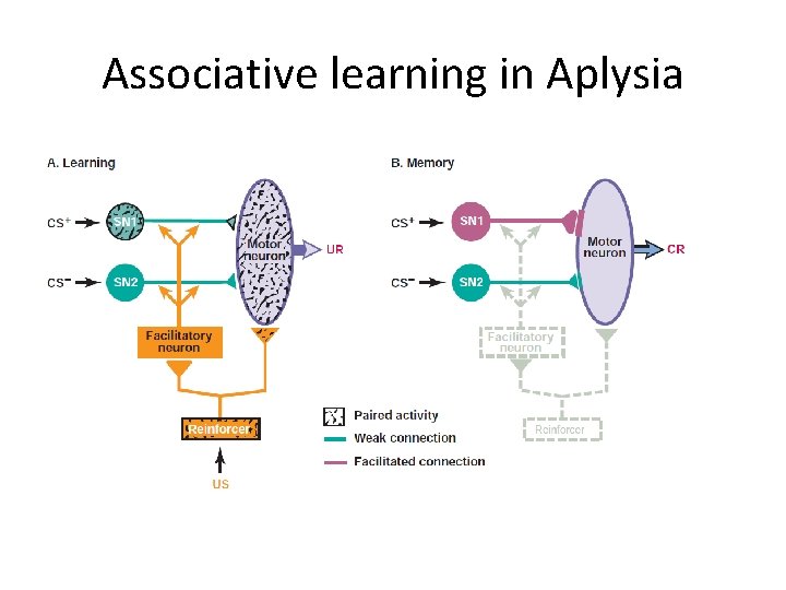 Associative learning in Aplysia 