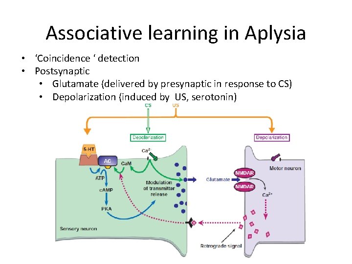 Associative learning in Aplysia • ‘Coincidence ‘ detection • Postsynaptic • Glutamate (delivered by