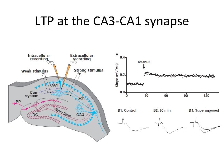 LTP at the CA 3 -CA 1 synapse 