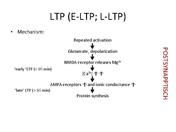 LTP (E-LTP; L-LTP) • Mechanism: Repeated activation NMDA-receptor releases Mg 2+ ‘early ‘LTP (<