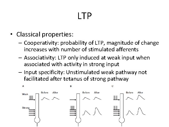 LTP • Classical properties: – Cooperativity: probability of LTP, magnitude of change increases with