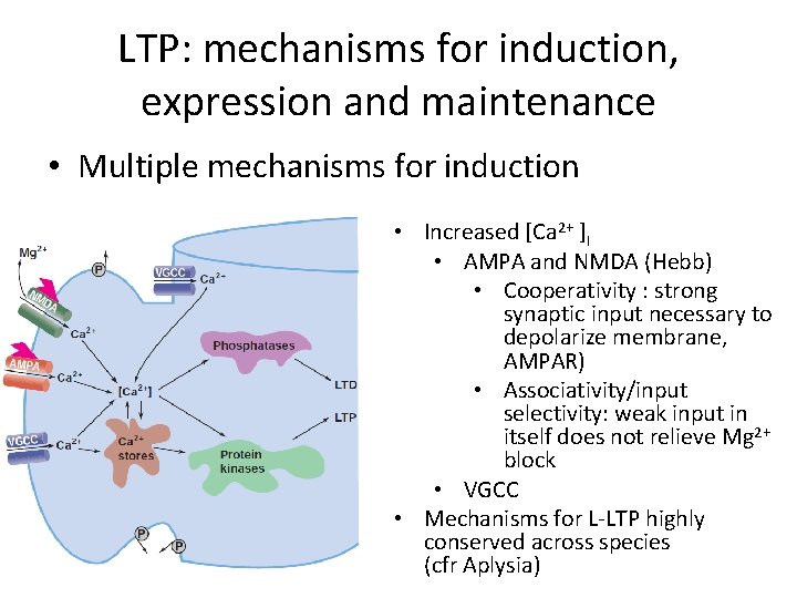 LTP: mechanisms for induction, expression and maintenance • Multiple mechanisms for induction • Increased