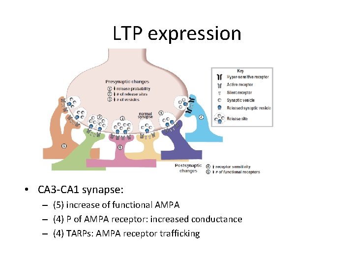 LTP expression • CA 3 -CA 1 synapse: – (5) increase of functional AMPA
