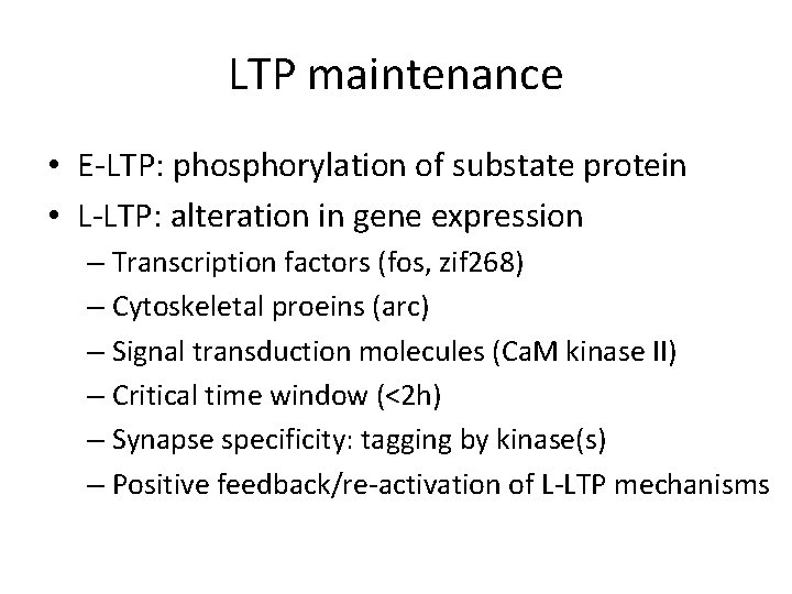 LTP maintenance • E-LTP: phosphorylation of substate protein • L-LTP: alteration in gene expression