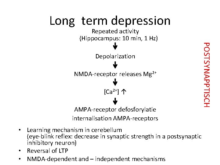 Long term depression Depolarization NMDA-receptor releases Mg 2+ [Ca 2+] ↑ AMPA-receptor defosforylatie internalisation