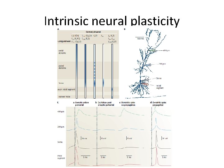 Intrinsic neural plasticity 