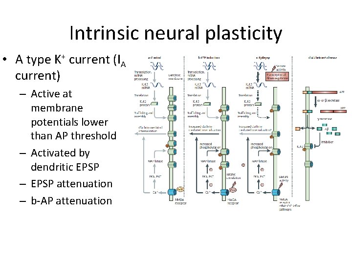 Intrinsic neural plasticity • A type K+ current (IA current) – Active at membrane