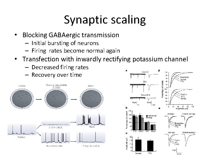 Synaptic scaling • Blocking GABAergic transmission – Initial bursting of neurons – Firing rates