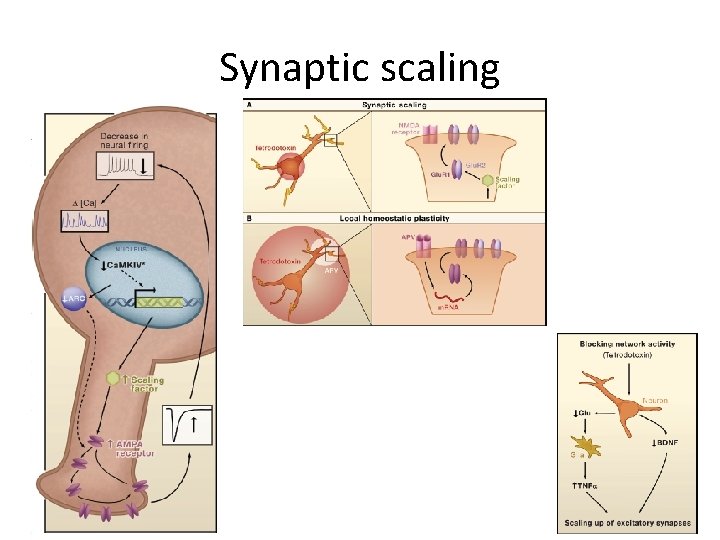 Synaptic scaling 