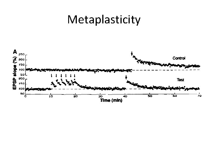 Metaplasticity 