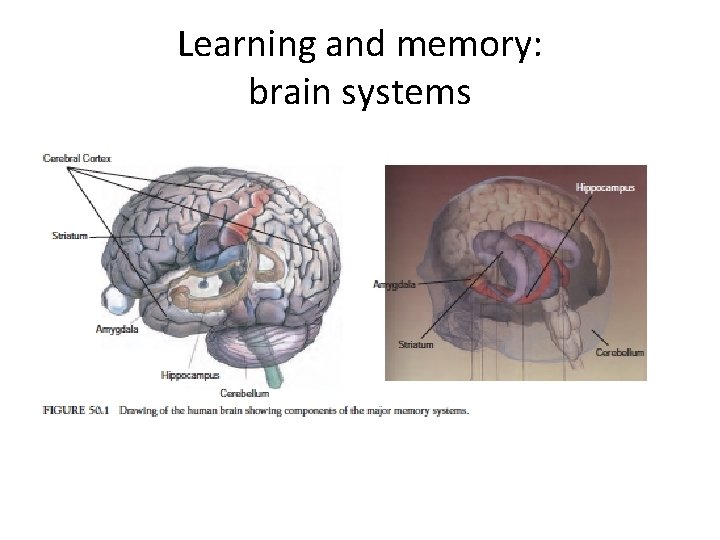 Learning and memory: brain systems 