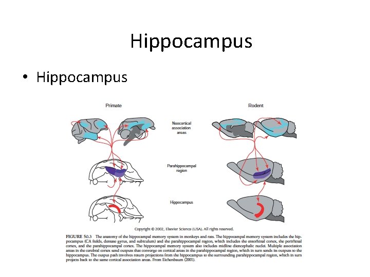 Hippocampus • Hippocampus 