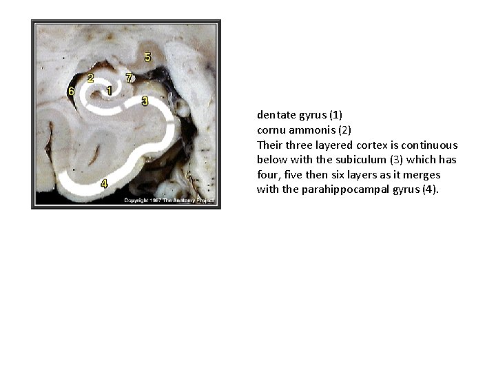 dentate gyrus (1) cornu ammonis (2) Their three layered cortex is continuous below with