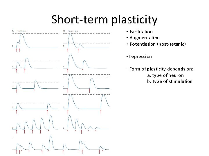 Short-term plasticity • Facilitation • Augmentation • Potentiation (post-tetanic) • Depression - Form of