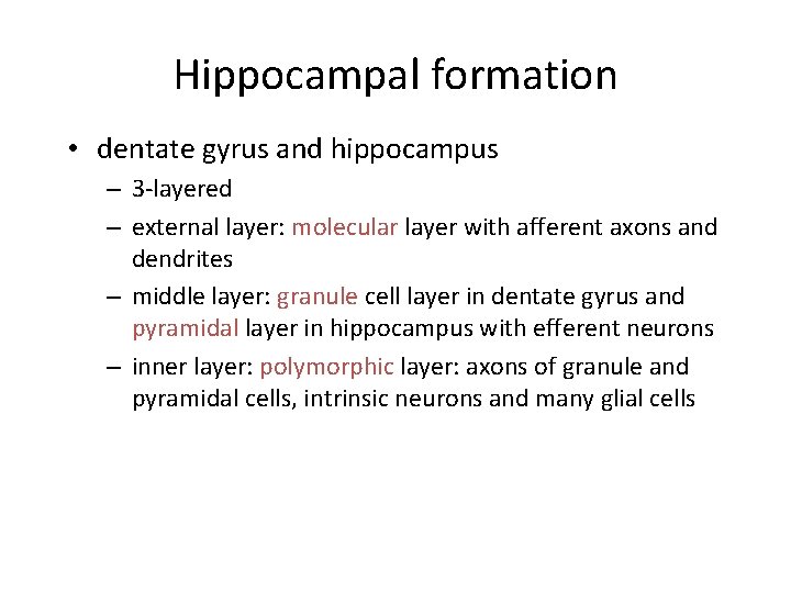 Hippocampal formation • dentate gyrus and hippocampus – 3 -layered – external layer: molecular