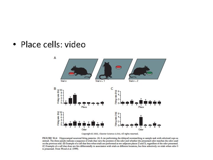  • Place cells: video 