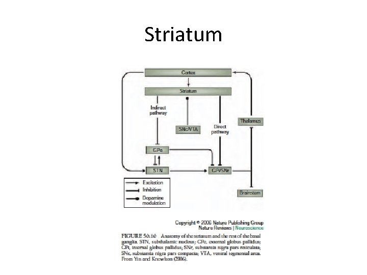 Striatum 